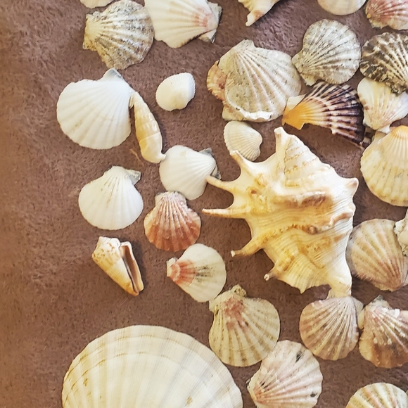 Real sea shells - Picture 13 of 13